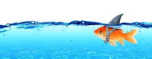 Identifying Fish - Cafrino Online Poker